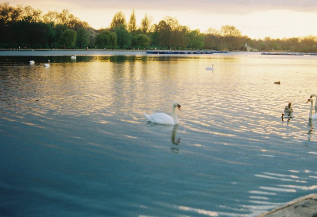 swans in Hyde Park, London