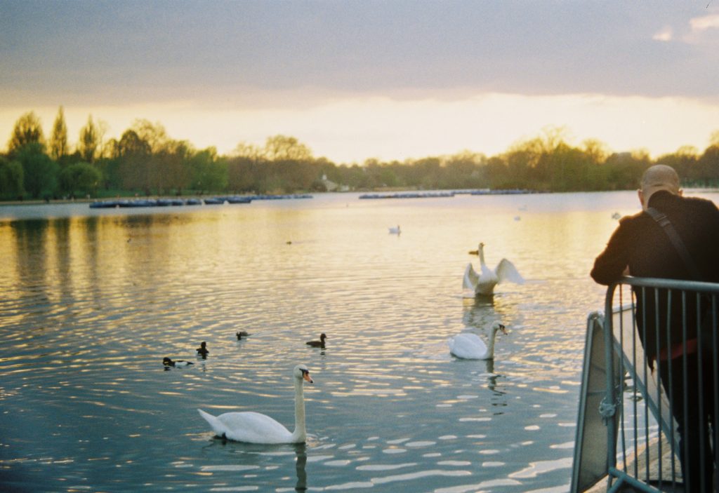 swans in Hyde Park, London