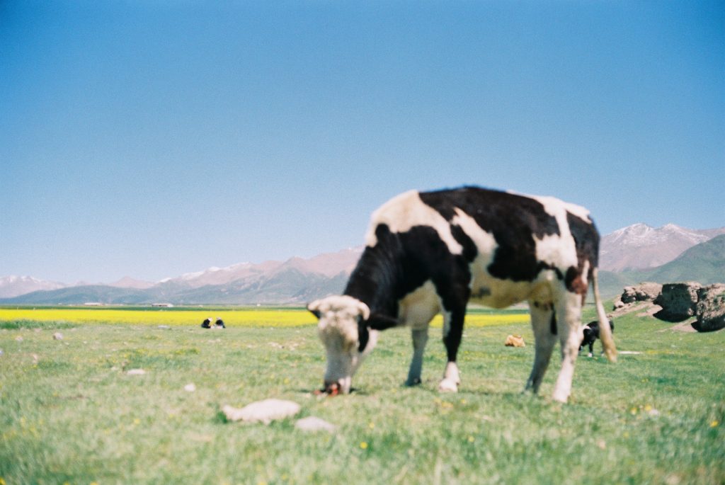 cow